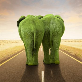 2ElephantsFromBehind